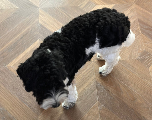 Houten vloer met huisdieren – duurzame eiken vloer met hond in woonkamer, onderhoudsvriendelijk afgewerkt door Bosman